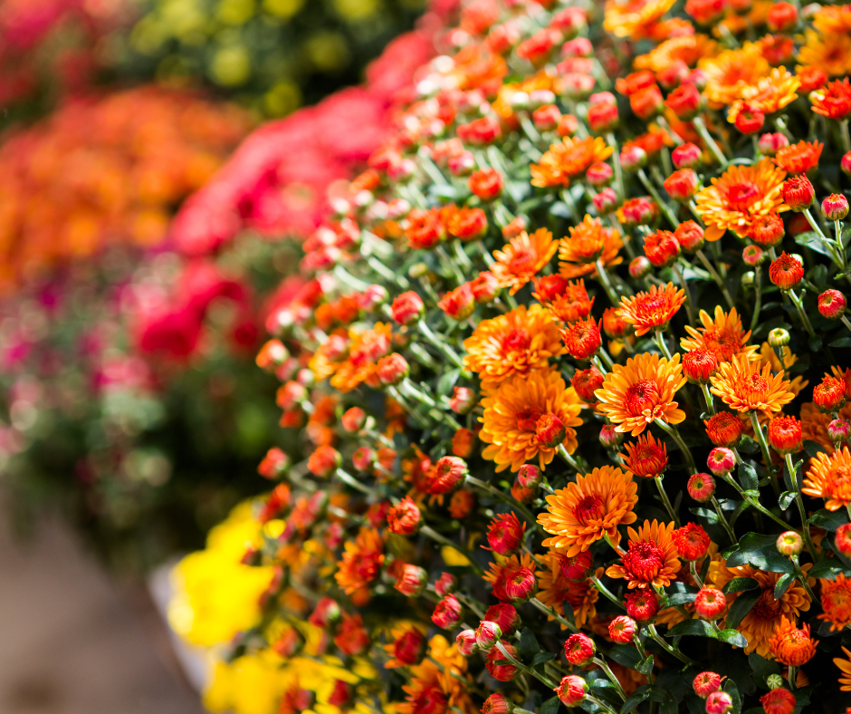  Mum flowers